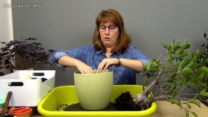 Фикус Микрокарпа (ч.1).