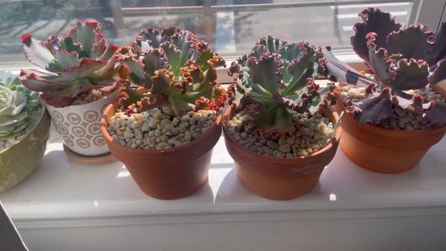 Actualización Suculentas Echeveria Gibbiflora 🪴🌸#Suculentas#coleccion#jardin#colores смотреть онлайн