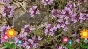 Тимьян (Чабрец) (Чабрец, Чабер) длинностебельный. Краткий обзор thymus longicaulis длинностебельный