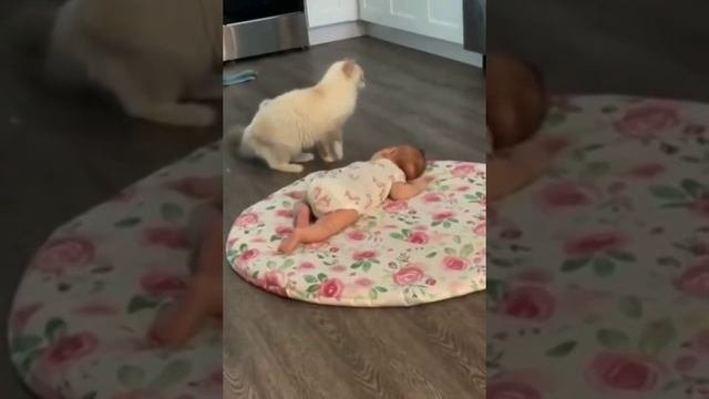 Малыш к малышу.mp4