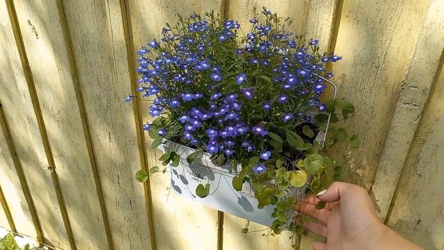 ?Облака ЛОБЕЛИИ? в июле! Мои композиции с лобелией #лобелияцветет #лобелия