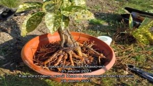 Пересадка аукубы: когда и как лучше это делать