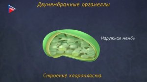 5 класс - Биология - Строение клетки