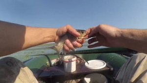 Ловля карася на поплавок (в кувшинках)