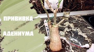 Прививка адениума. Исправляю ошибки