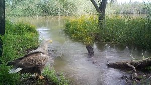 Голос орлана-белохвоста.