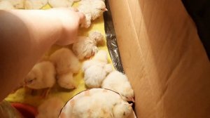 Инкубация куриных яиц / Вывод цыплят / Совместная инкубация