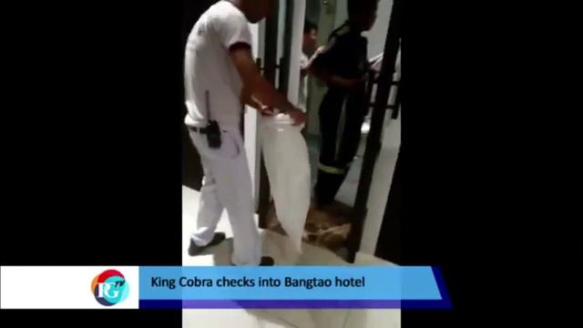 Пхукет: Королевская кобра заползла в номер туристического отеля смотреть онлайн