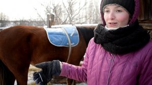 КУПИЛИ ДОМ В ДЕРЕВНЕ. ПРИУЧАЕМ МОЛОДУЮ ЛОШАДЬ ХОДИТЬ В УПРЯЖИ.