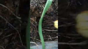 Лук шалот семейный кувшинка (сорт 12)