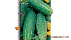 Огурец обыкновенный Монастырский (monastyrskiy) ? обзор: как сажать, семена огурца Монастырский