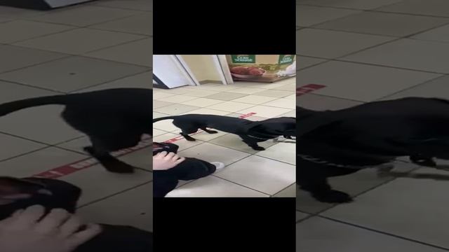 Деньги Это Хорошо Жил Был Кинолог Моя Жизнь Кино ? Музей Псов