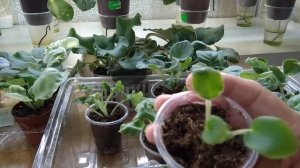 Фиалки. Как я выращиваю деток.