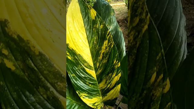 ว่านค้างคาวดำด่าง หายากราคาหลักแสน смотреть онлайн