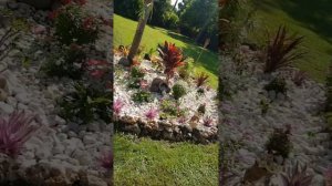 Jamaica's Beautiful Rock Garden