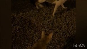 ОАЭ. Ужин в отеле "Оксидентал Шарджа Гранд".  Прогулка по проспекту КОШЕК #шарджа #galinapodleskikh