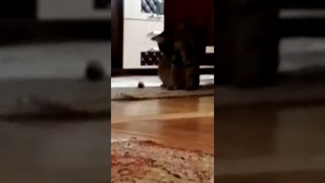 В доме живые и опасные ЦВЕТЫ ПОД НАЗВАНИЕМ СУХОЦВЕТЫ!!!!