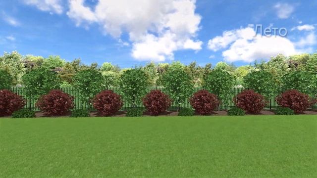 Красивая живая изгородь для участка из ели, сирени, пузыреплодника 3D визуализация весна/лето