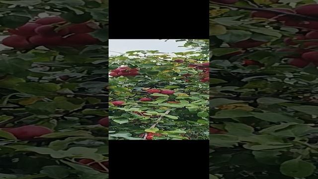 Помогите советом, как сохранить любимую яблоньку????