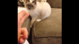 Bang Bang Button the Ragdoll- funny cat vine