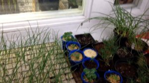 🌱  Лук из семян в домашних условиях | В каких условиях у меня растёт рассада лука.