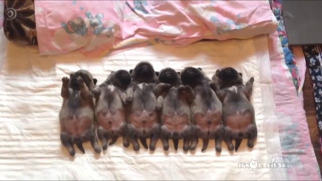 Line of sleeping puppies (pugs) _ Уснувший в ряд мопсов отряд