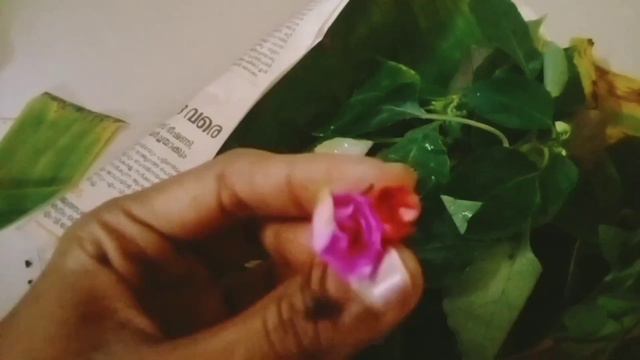 unboxing live plants //balsam //low cost plants //beautiful garden #aglonema #begonia #flower #tips