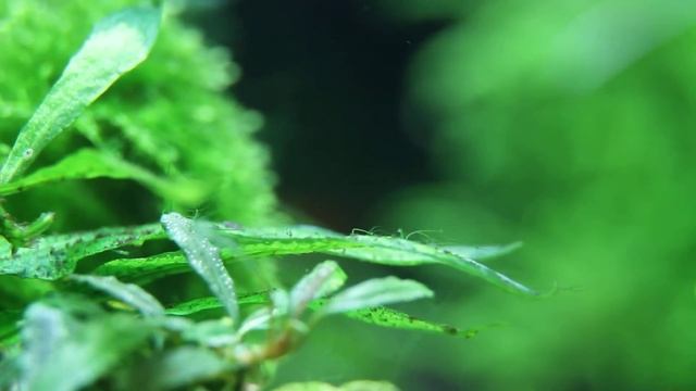 Гидра Hydra Vulgaris в аквариуме смотреть онлайн