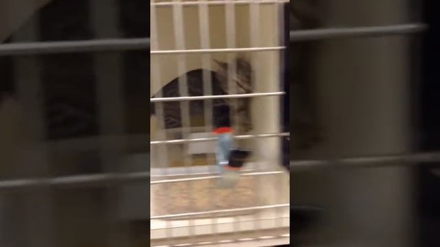 visiting cats with a cat allergy |YanMarinVlogs смотреть онлайн