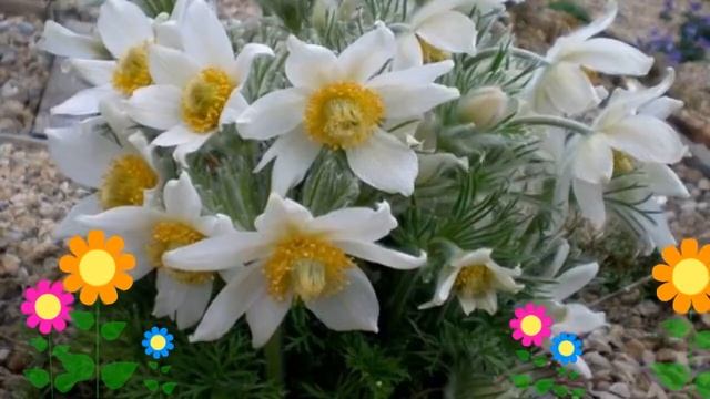 Прострел обыкновенный White Swan. Краткий обзор, описание характеристик, где купить саженцы смотреть онлайн