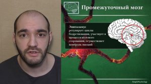 Когнитивная психология #19. Отделы мозга и их функции