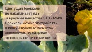 Как вырастить чудесную брокколи. Причины почему брокколи не вырастает и рано цветет