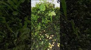 Посев спор папоротника