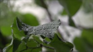 Roy Orbison - California Blue (Studio Demo - 2014) (Music Video)