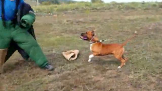 Тъндър-тренировка на малък стаф смотреть онлайн