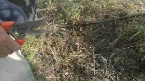 Прививка винограда в расщеп подземного штамба