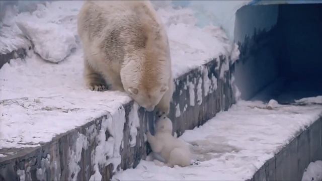 Краснокнижные животные Новосибирского зоопарка. Белый медведь