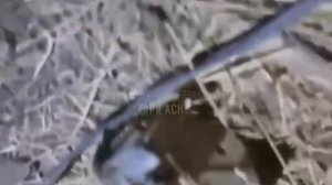 Новые сбросы от хохлов в виде полена..