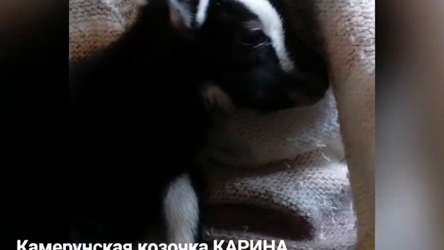 Камерунская козочка КАРИНА. Заводчик Питомник Козы-Гномы. Владелец Питомник Белые ночи, СПб.