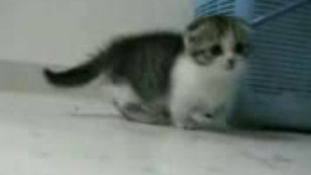 смешные животные смотреть онлайн