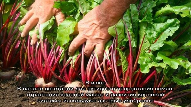 Как, когда и чем подкормить свеклу в июле-августе: секреты агротехники для получения богатого урож.