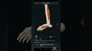 Длинный сгибатель большого пальца стопы. Musculus flexor hallucis longus. Анатомия и упражнения.