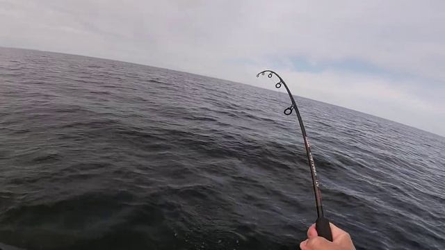 Зубатка на Белом море сошла в последний момент, подсак поленился взять) смотреть онлайн