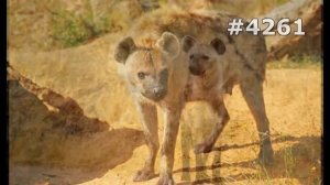 #4261. Гиены (В мире животных)