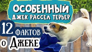 Странности джек рассел терьера. Несколько интересных фактов о Джеке