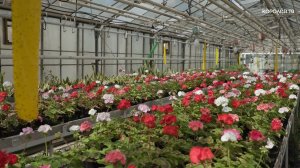 Какие цветы украсят городские клумбы?