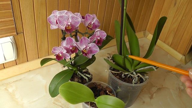 какую орхидею выбрать? Уценку или цветущую? смотреть онлайн