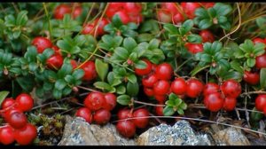 брусника в собственном соку