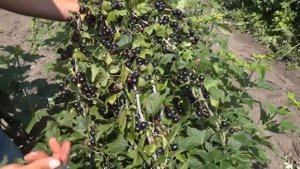Смородина чёрная Добрыня.