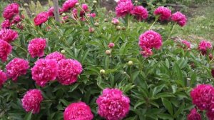 Пион Канзас. Peony kansas. Сад ORION